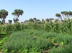 Coltivazione verdeggiante eritrea in regione di Gash Barka