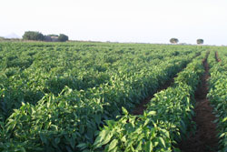 Agricoltura ad irrigazione moderna in Eritrea