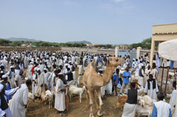 Foto di un mercato di cammelli di Keren