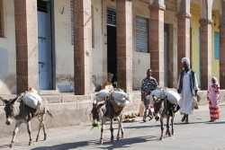 Foto di asini carichi con eritrei di etnia tigre in seguito