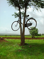 Immagine di una dici legata in albero in campagna Eritrea