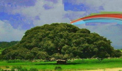 Foto di un albero secolare eritreo Sicomoro