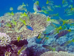 Foto del fondale marino del Mar Rosso Eritrea