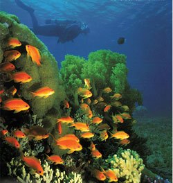 Foto del fondale del Mar Rosso Eritrea