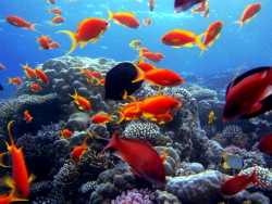 I variopinti pesci liberi del fondale del Mar Rosso Eritrea