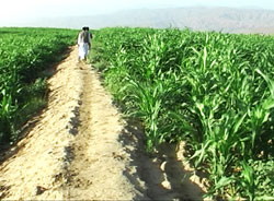 Coltivazione industriale eritreo del mais del Gash Barka