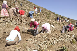 Mobilitazione di studenti eritrei per conservazione del suolo e coltivazione