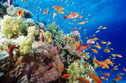 Foto dei magici colori variopinti del fondale del Mar Rosso Eritrea